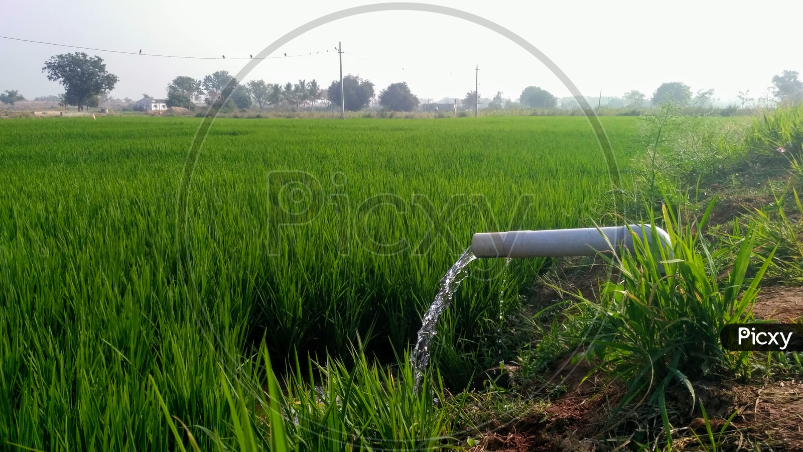 Paddy field with regular water supply or Lift irrigation system in Agriculture in Rural Telangana