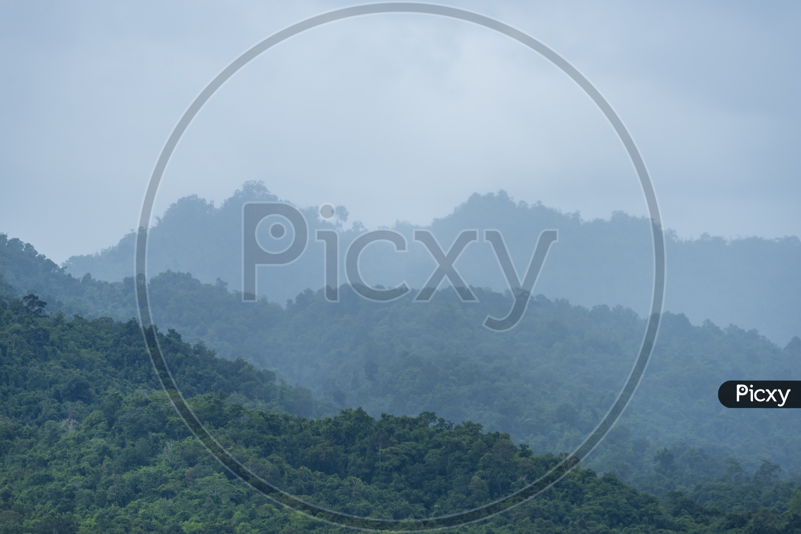 View Of Seamless Tropical Forest Patterns With Trees