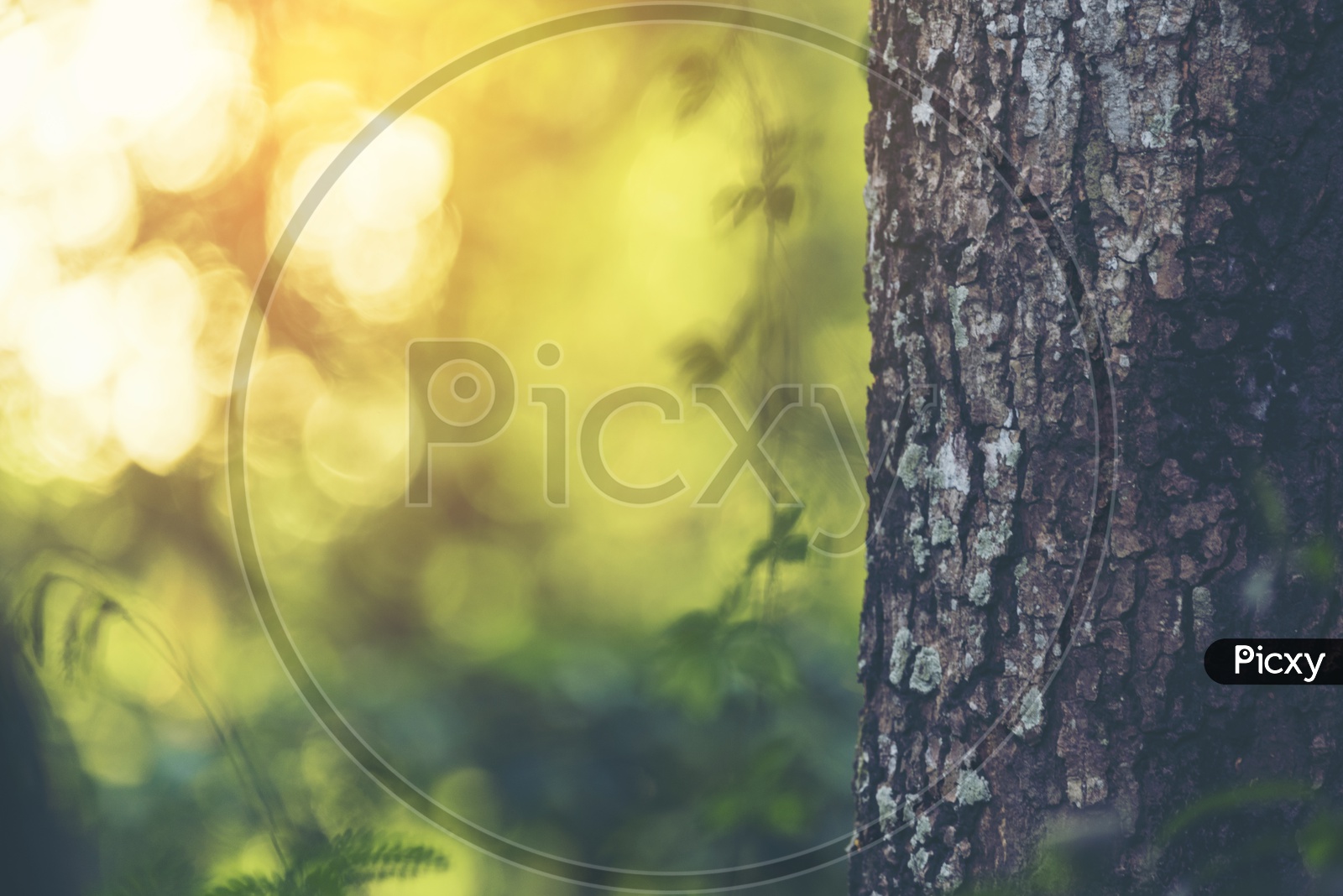 Tree Bark With Nature Background Forming a background