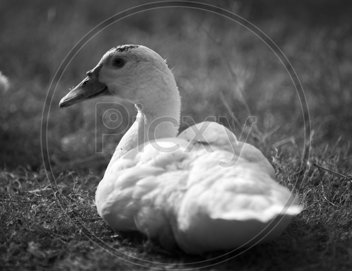 Duck in farm- Monochrome, black and white process filter