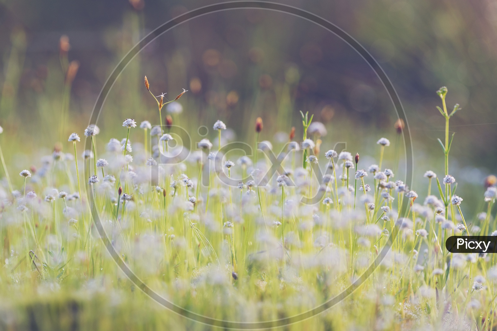 Tropical Grass Garden Flowers With Vintage Filter