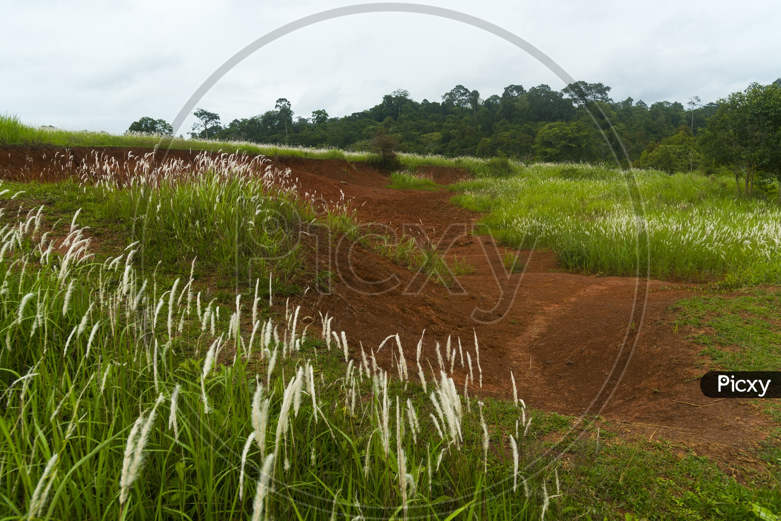 Silver Grass In Meadows of Khao Yai National Park In Thailand