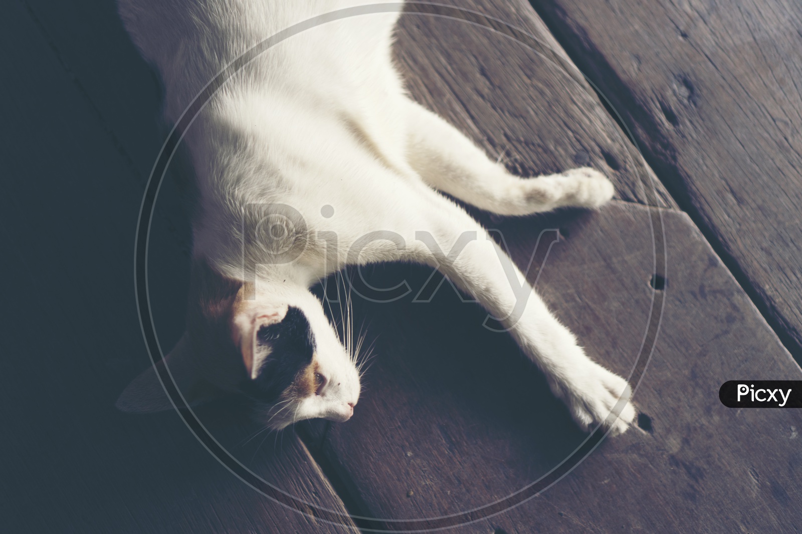 white cat laying on Wooden Floor