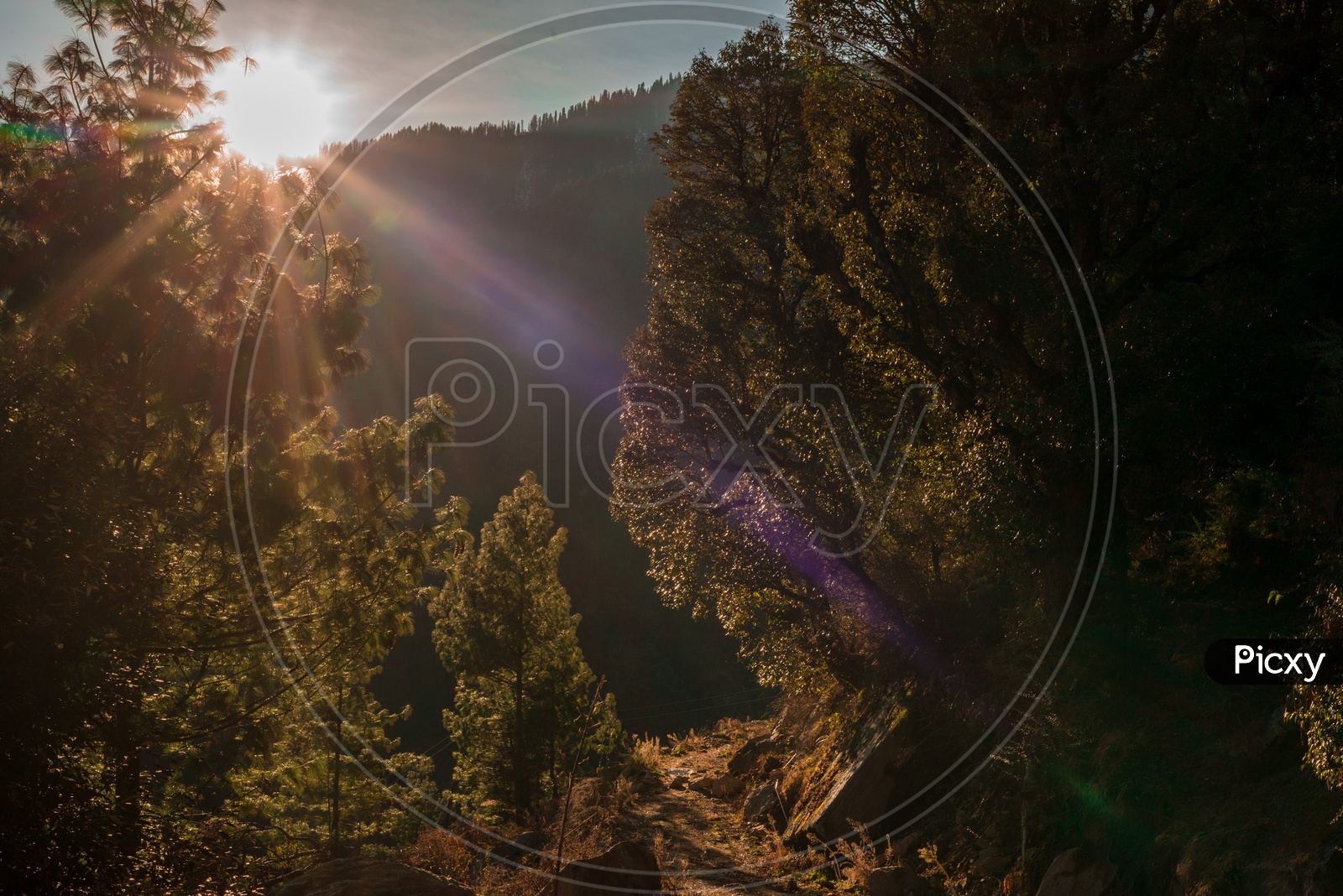 Sunset Over The Pine Trees Or Deodar trees in the valleys of  Himalayan Mountains