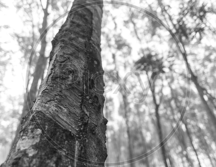 Close up of tree trunk, tropical forest - Monochrome