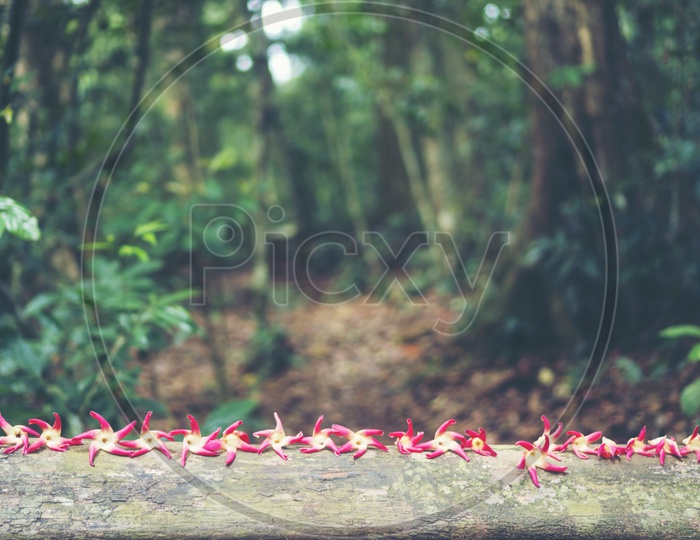 Red flowers in the forest in Thailand