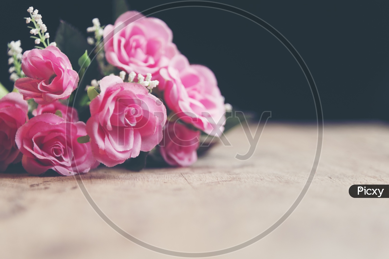 Close up of pink rose flowers - Valentine's Day Concept