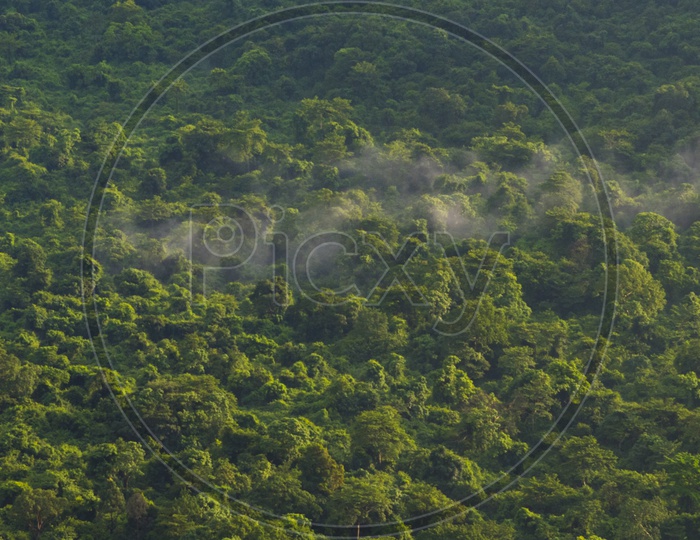 Panoramic View Of Seamless Tropical Forest Patterns With Trees