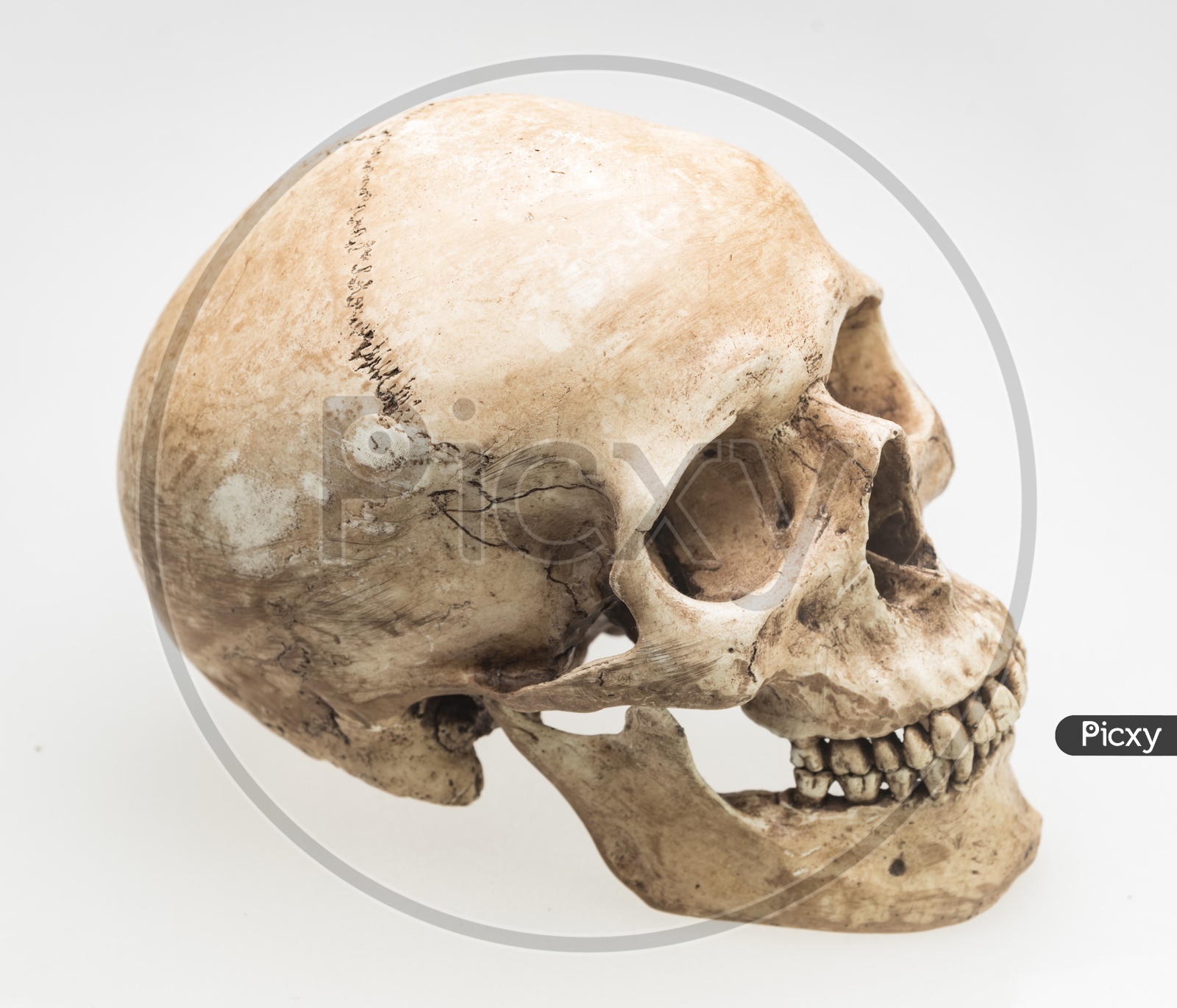 Side view of model human skull, isolated on white