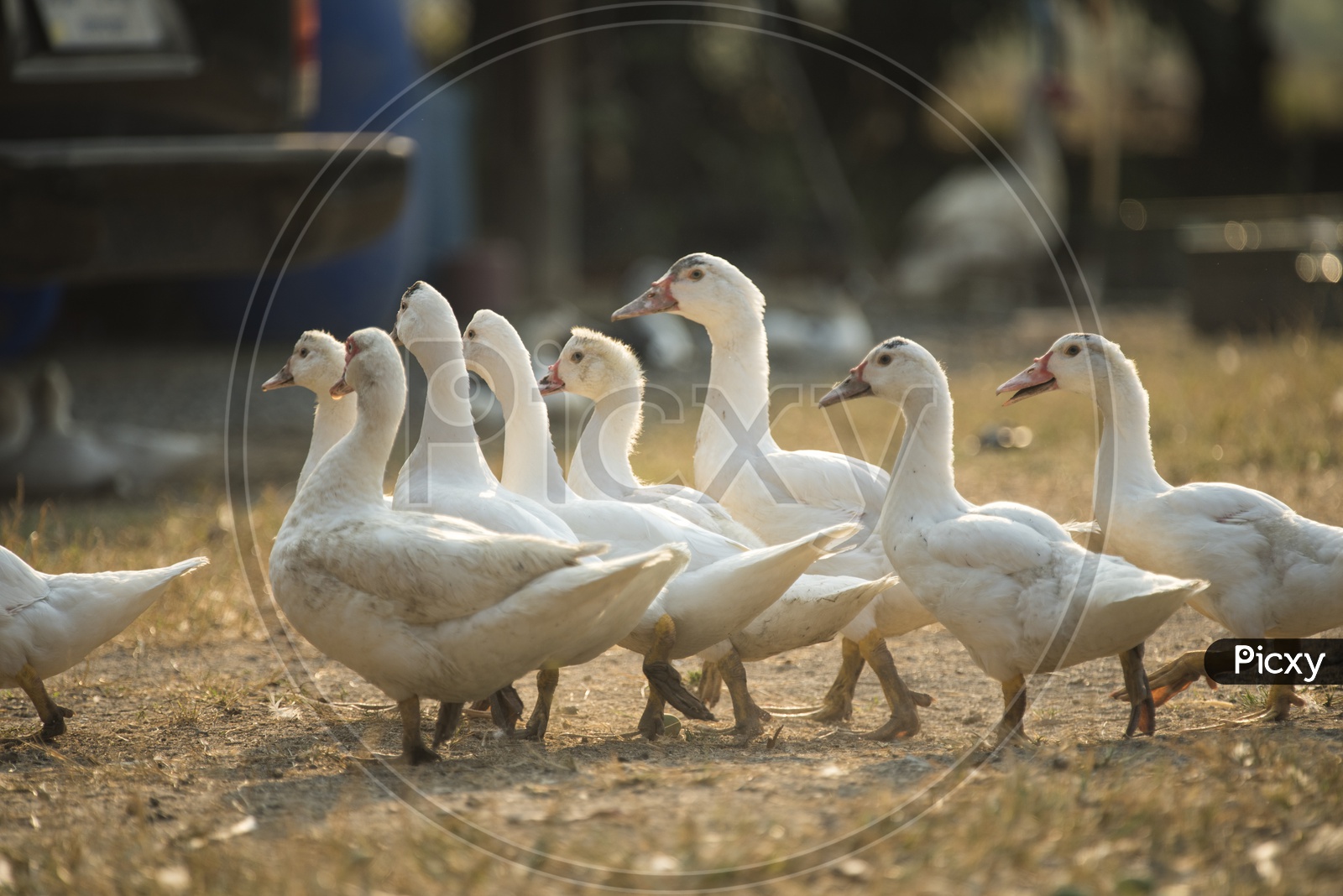 A group of ducks in farm, Thailand