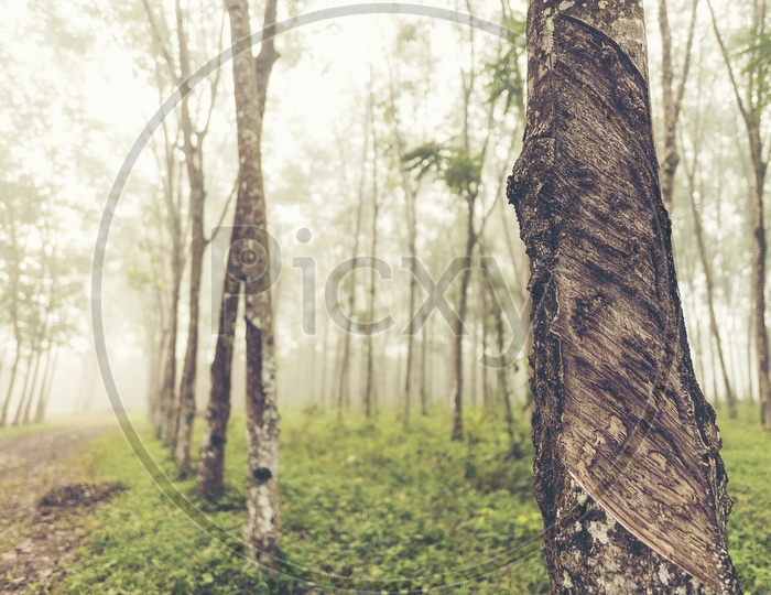 Tropical trees and fog in the forest, vintage filter image