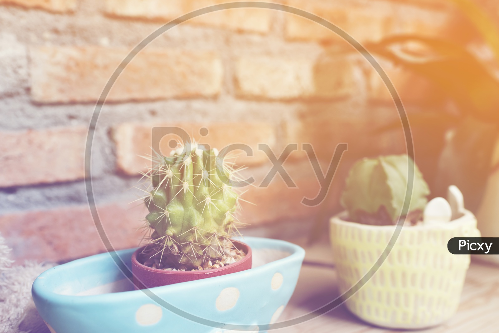 Cactus in a pot on a table in the cafe, vintage filter image