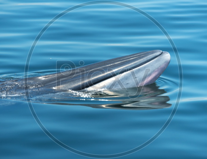 Bryde's Blue Whale in Sea Water Surface For Breathing