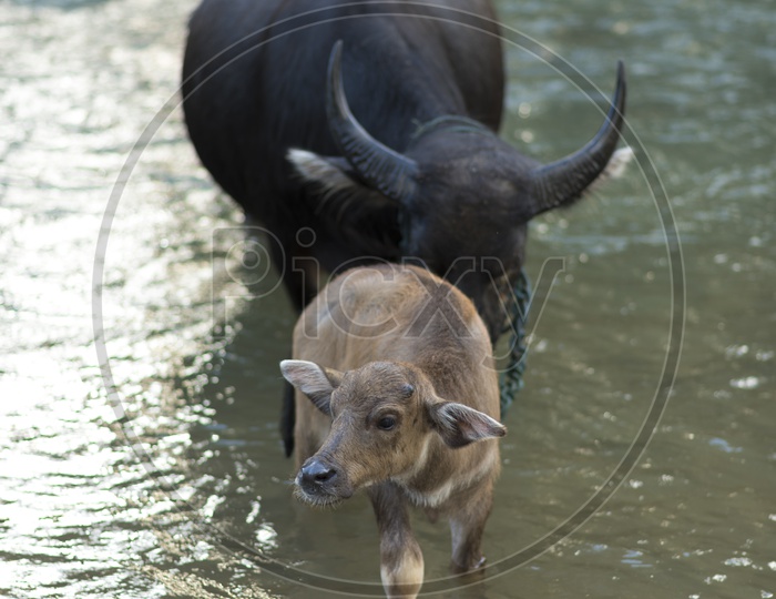 Buffalo And Calf in Water Pond