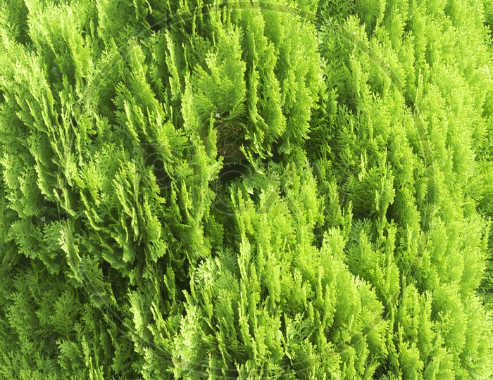 Texture of Pine leaf