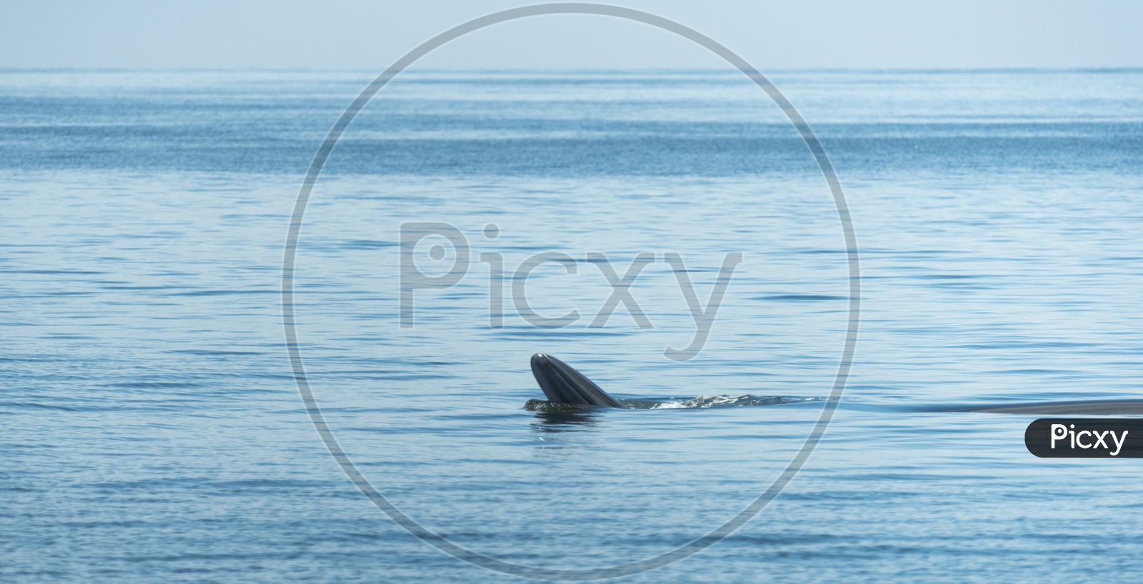 Bryde's Whale On Water Surface In a Sea To Breathe at Gulf Of Thailand