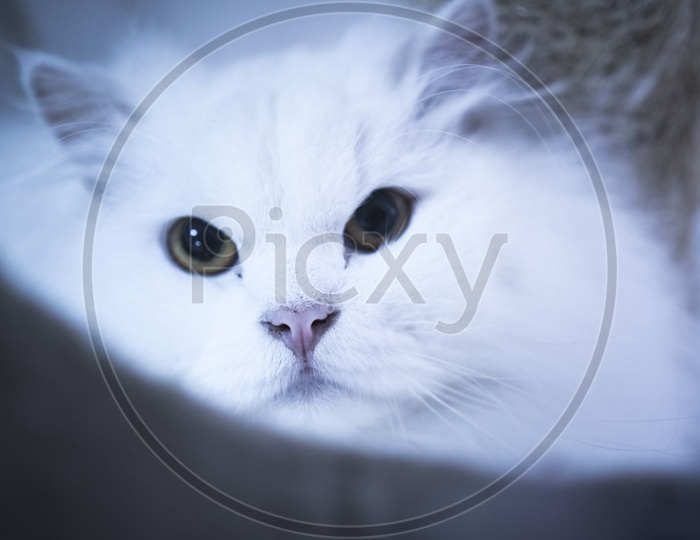 Closeup Shot of Persian cat