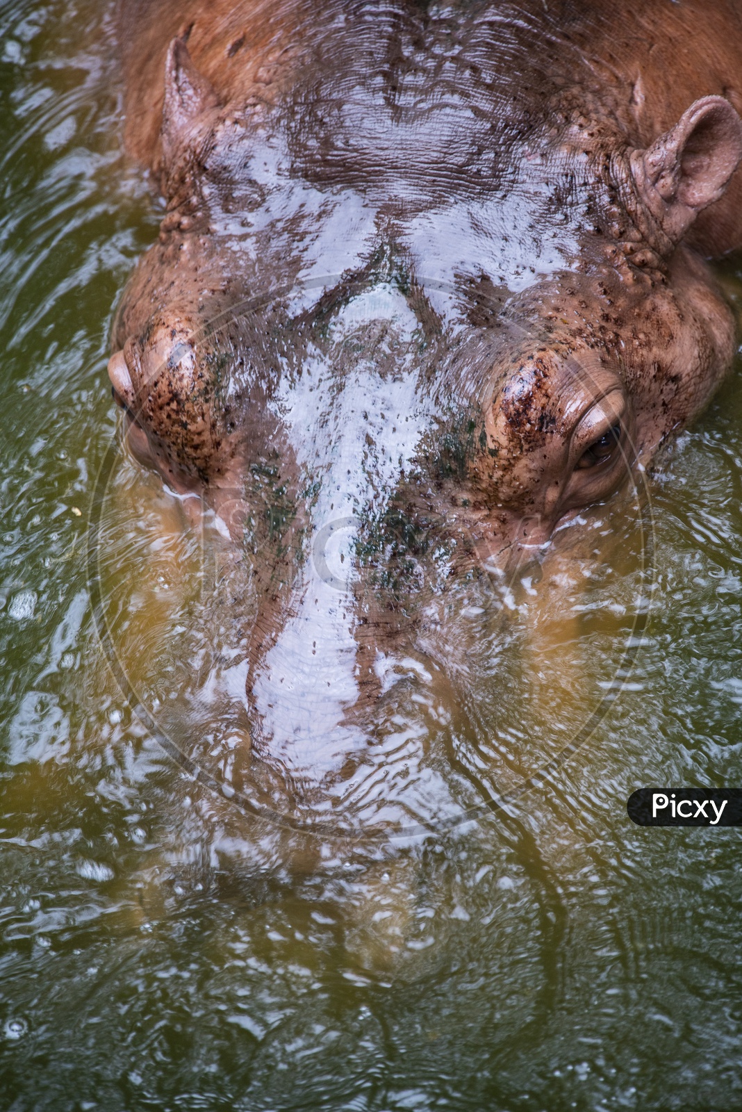 A Hippopotamus in the water