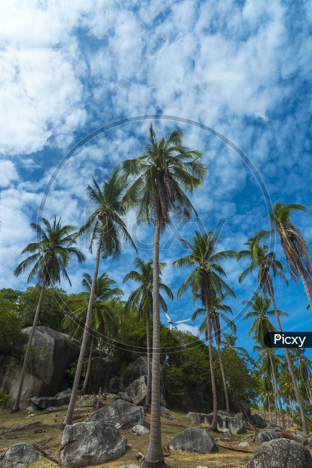 coconut Trees  with blue sky in Phuket, Thailand