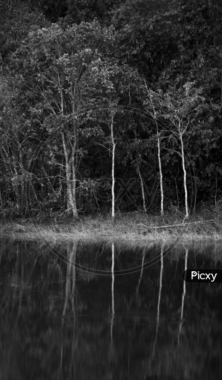 Tropical Rain Forest With Water Lake And Refection Of Trees On Water Surface  With B&W  Filter