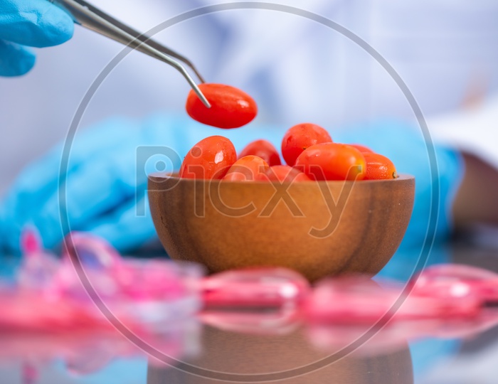 Asian Scientist Holding Small Tomatoes In Hand