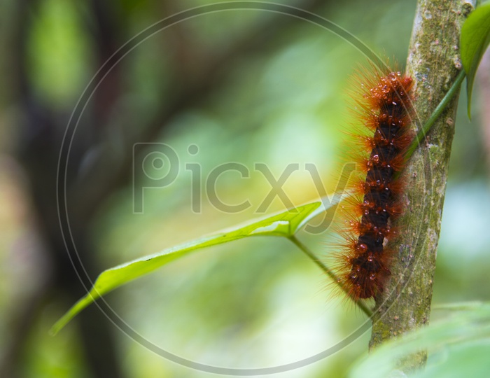 Millipede On tree Branch in tropical Forest