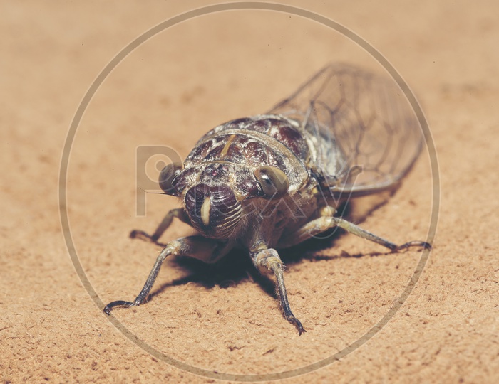 Cicada Cicadidae On   Brown Background