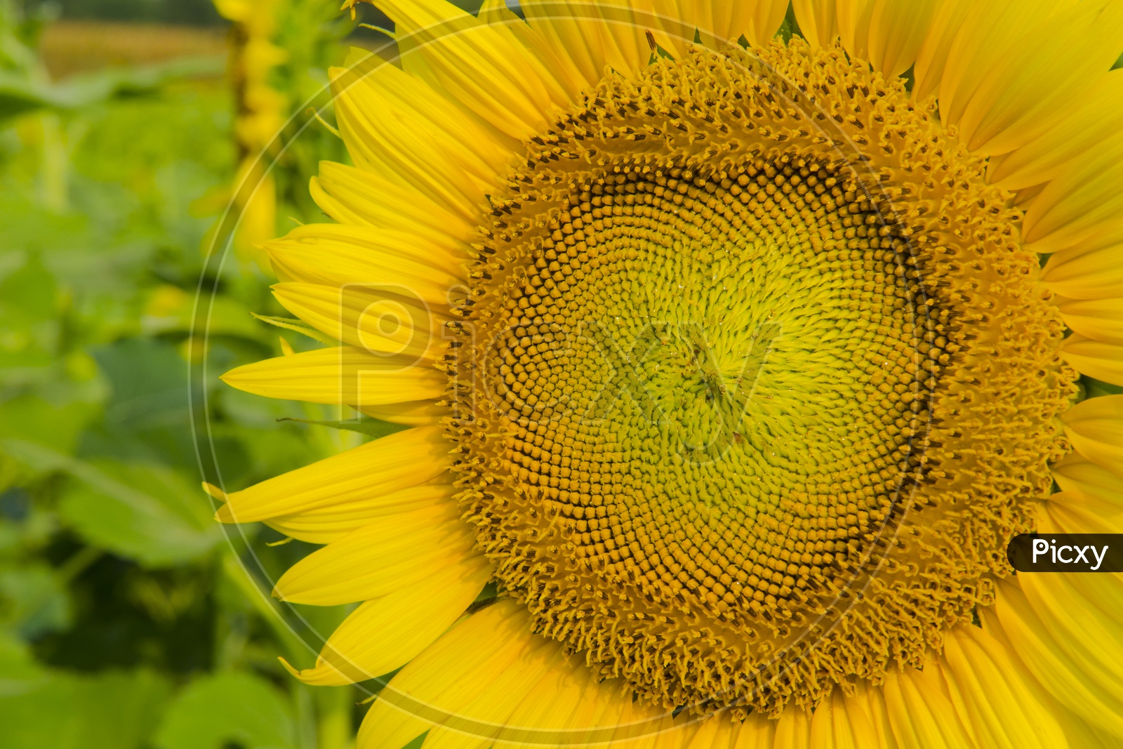 Patterns On Sunflower With Closeup Detailing