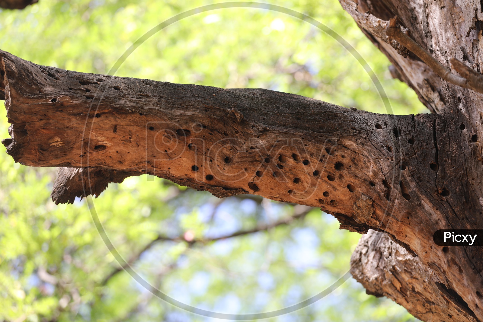 Dried tree trunk