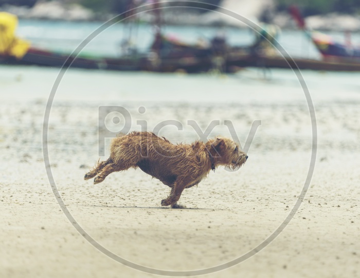 Dog playing on the Beach Sand