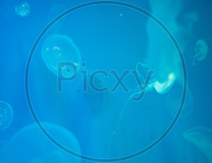 Jellyfishes In The acquarium with blue background