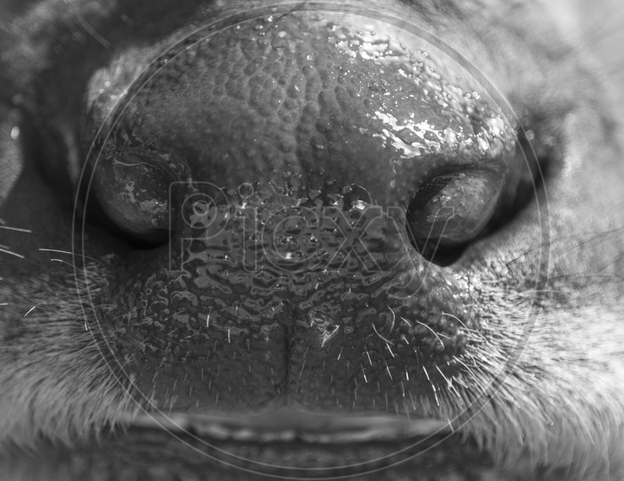 Buffalo Or Cow Nose Closeup With Details