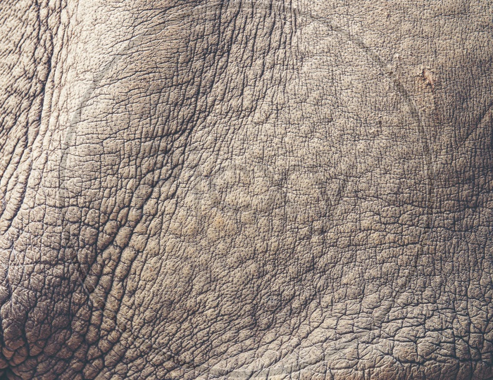 Texture of rhino skin