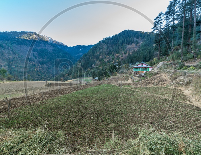A view of an empty field surrounded by deodar trees in Manali