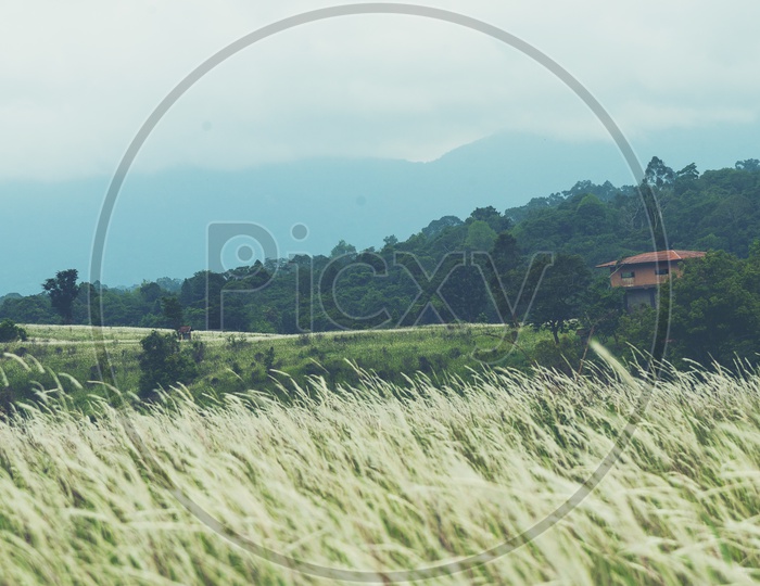 Silver Grass In Meadows of Khao Yai National Park In Thailand