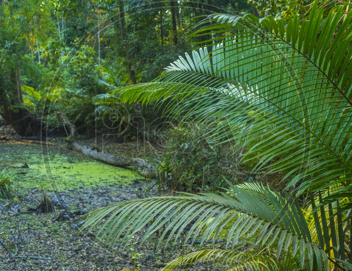 Nature With Tropical Rain Forest With Plants