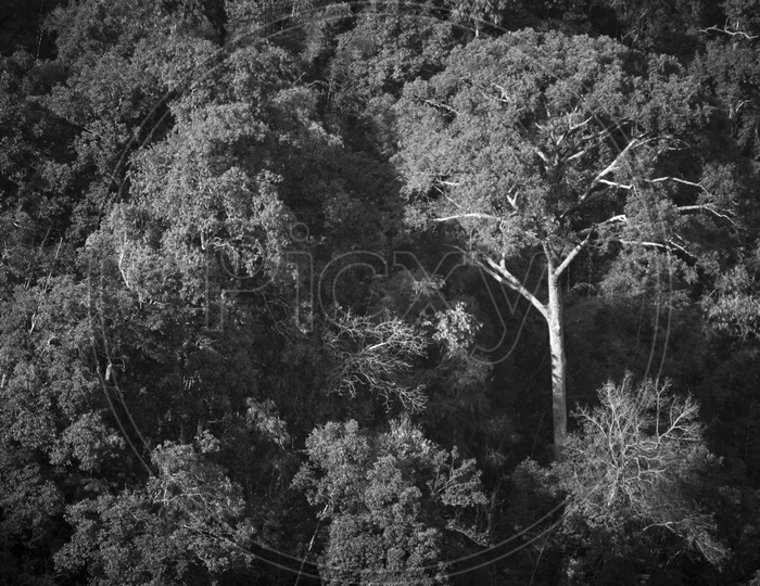 monotone of forest  With Dense Trees