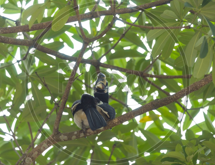 Hornbill  Bird on the tree