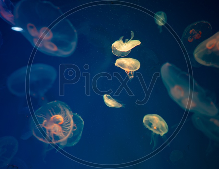 Jellyfish in the Thailand aquarium