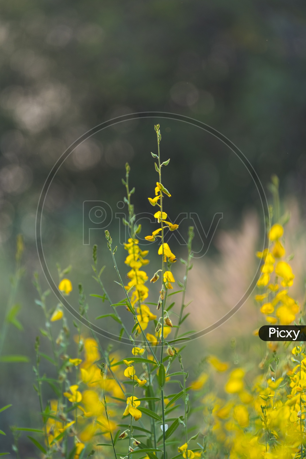 Mustard Plant With Yellow Flowers in a Field Backdrop