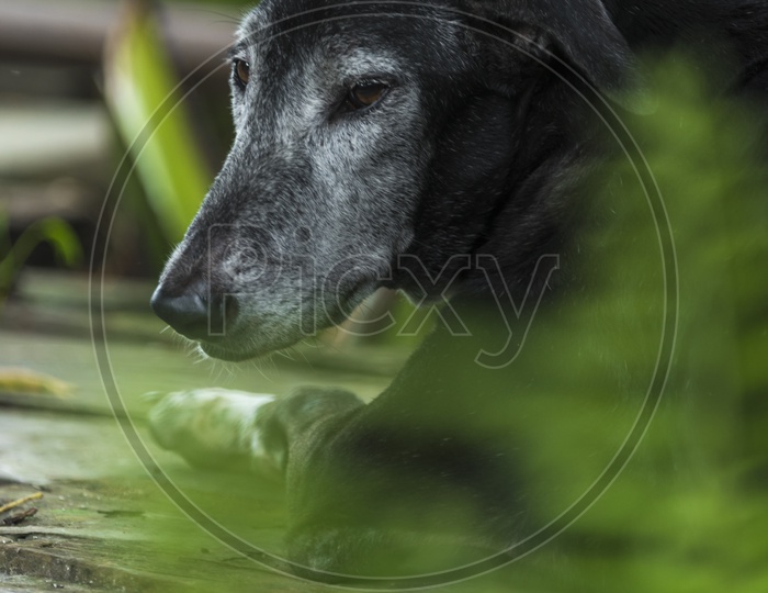 Black Dog In Outdoor Nature Backdrop
