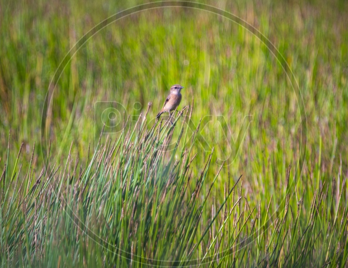 Eurasian Sparrow In a Paddy or Rice Field
