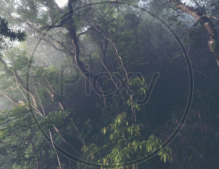 Foggy view of tropical forest in Khao Yai National Park, Thailand