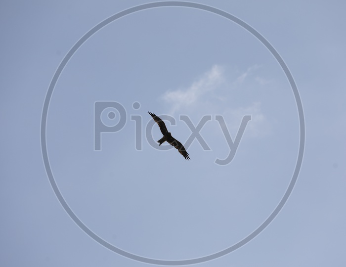 A Bird in flight with clear sky