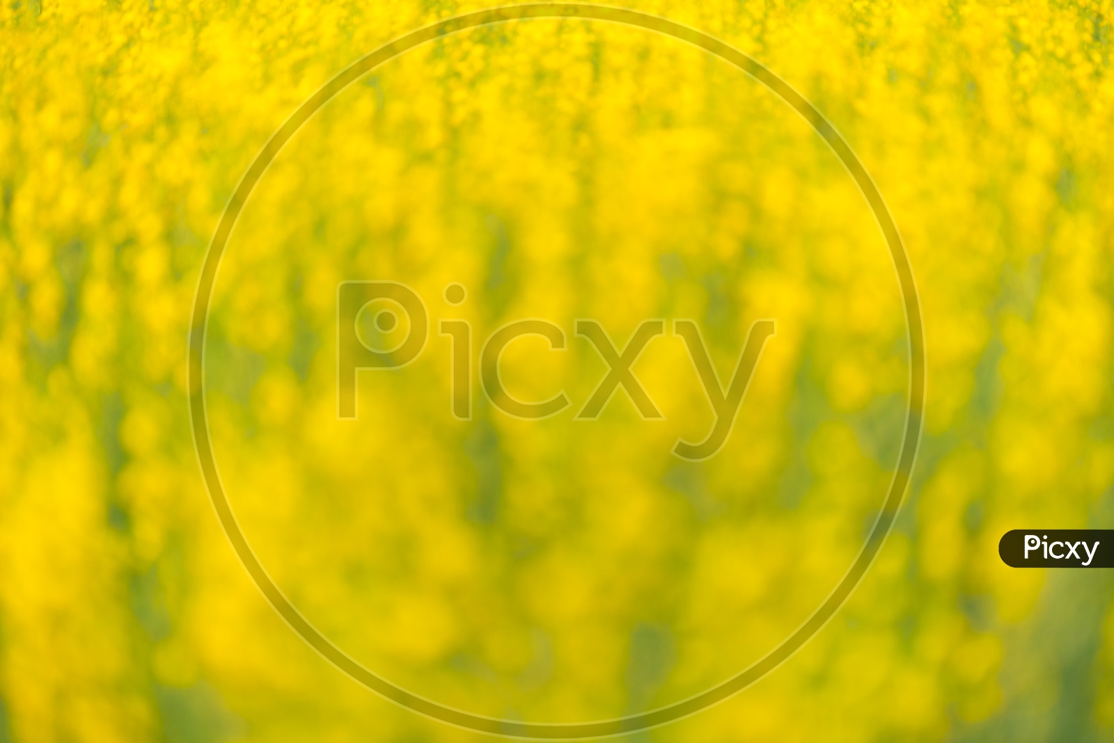 Abstract Bokeh background With Mustard Plants With Yellow Flowers