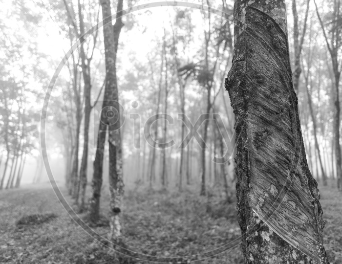 Rubber Trees In Plantation With B&W Filter