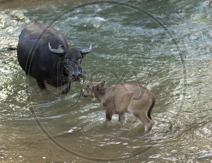 Buffalo And Calf in Water Pond