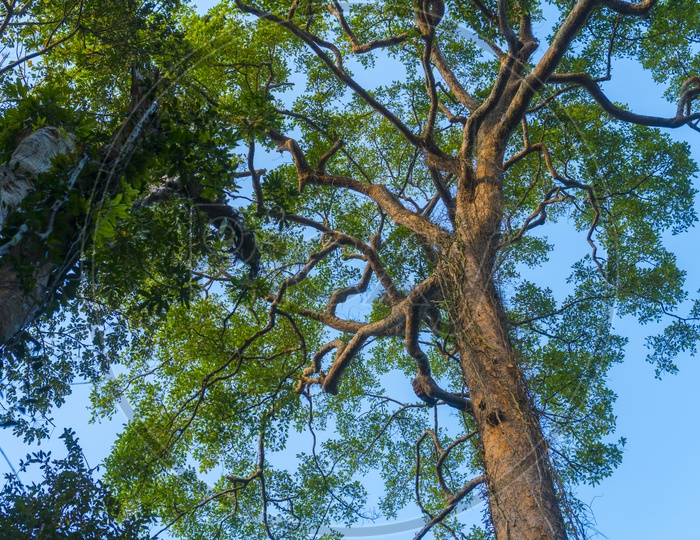 Tree Canopy With Blue Sky