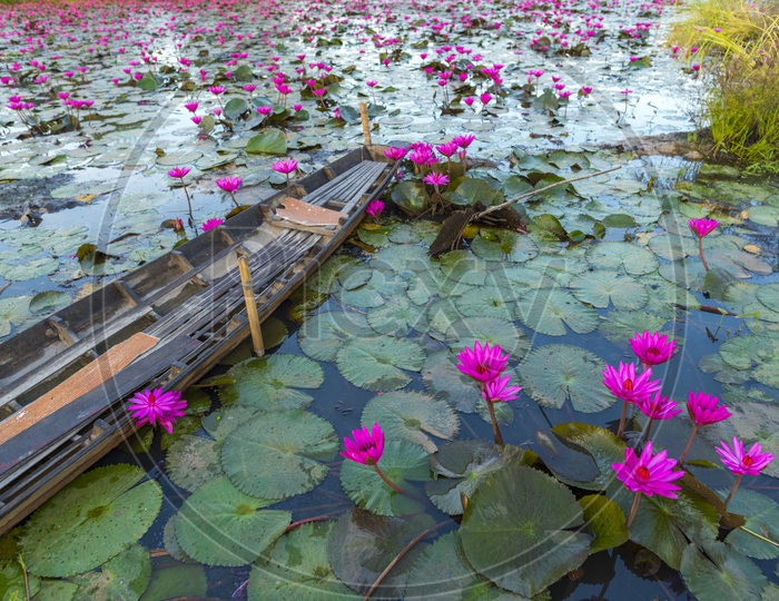 Tropical lake with pink lotus flowers in the pond, vintage filter image