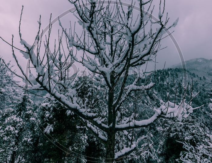 Snow covered tree in himalayas in winter
